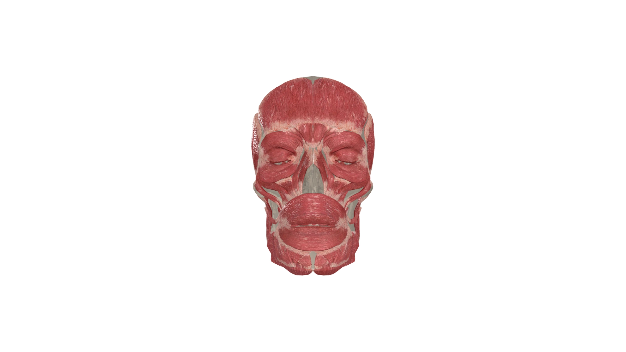 In browser 3D medical training tool